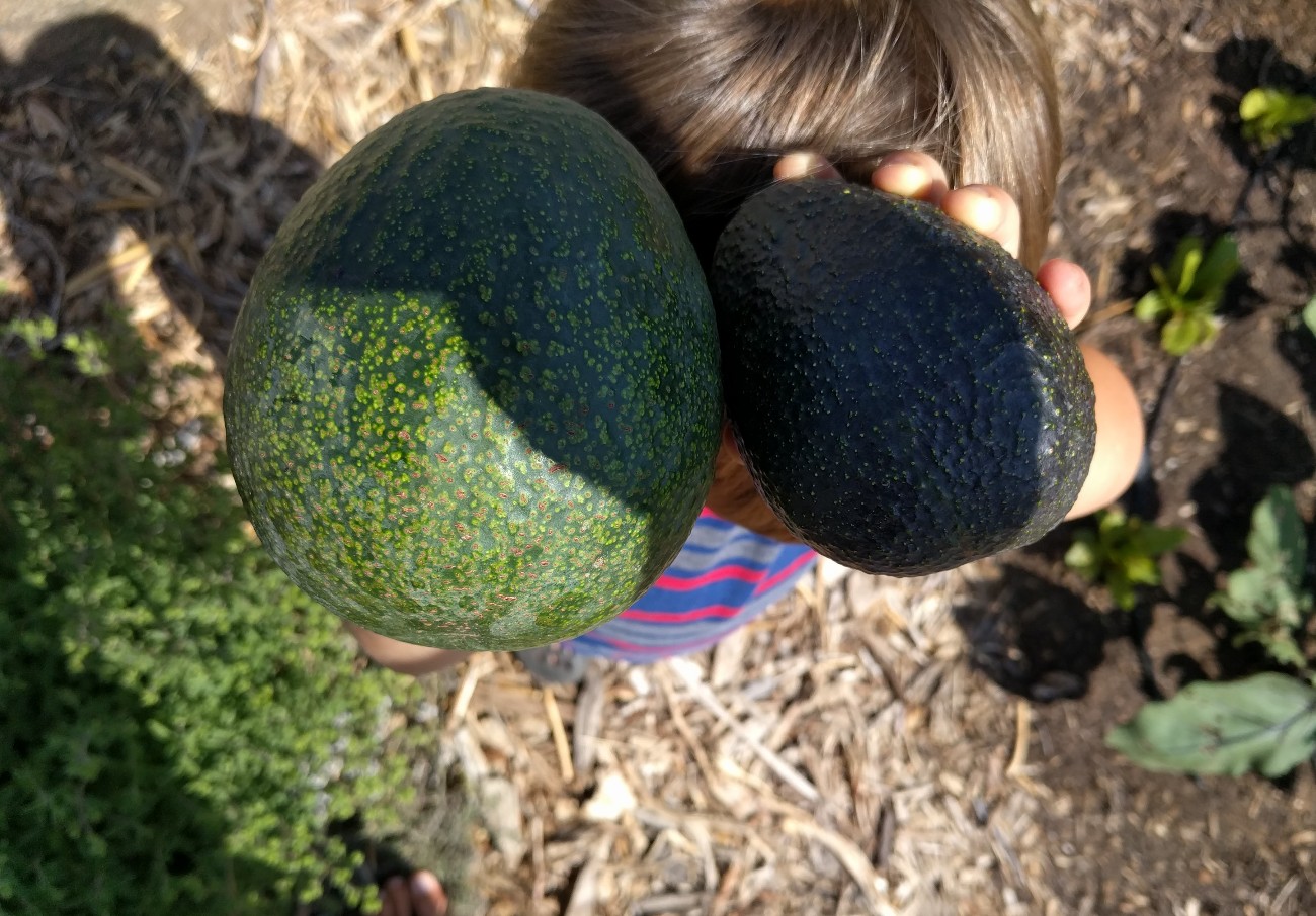 The Lamb/Hass Avocado Tree: A Profile - Greg Alder's Yard Posts ...