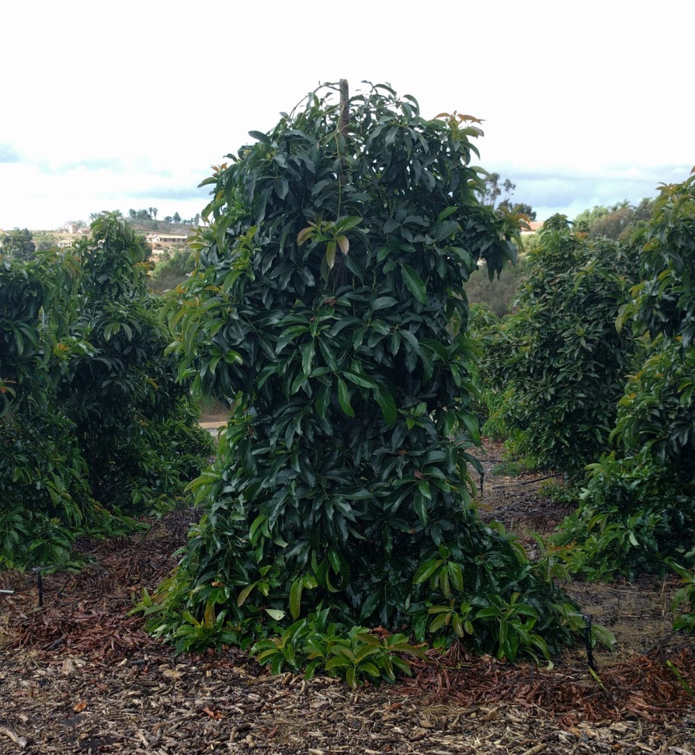 Reed Avocado Tree Pruned To 8 Feet Tall Bonsall - Greg Alder's Yard ...