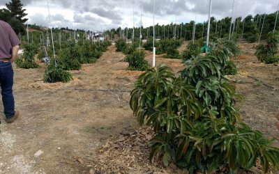 Pruning avocado trees to keep them small