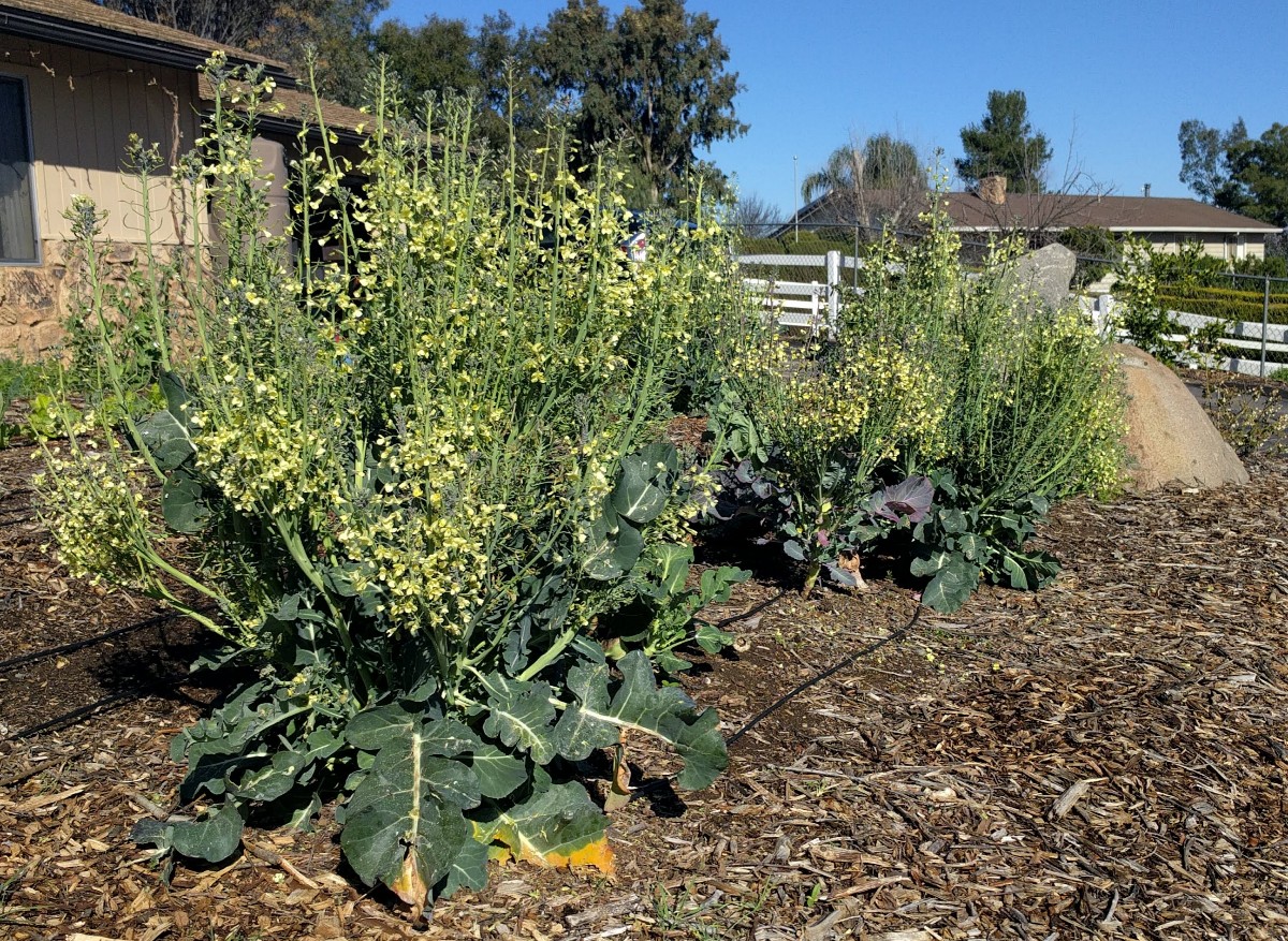 broccoli blooming Greg Alder's Yard Posts Food Gardening in Southern