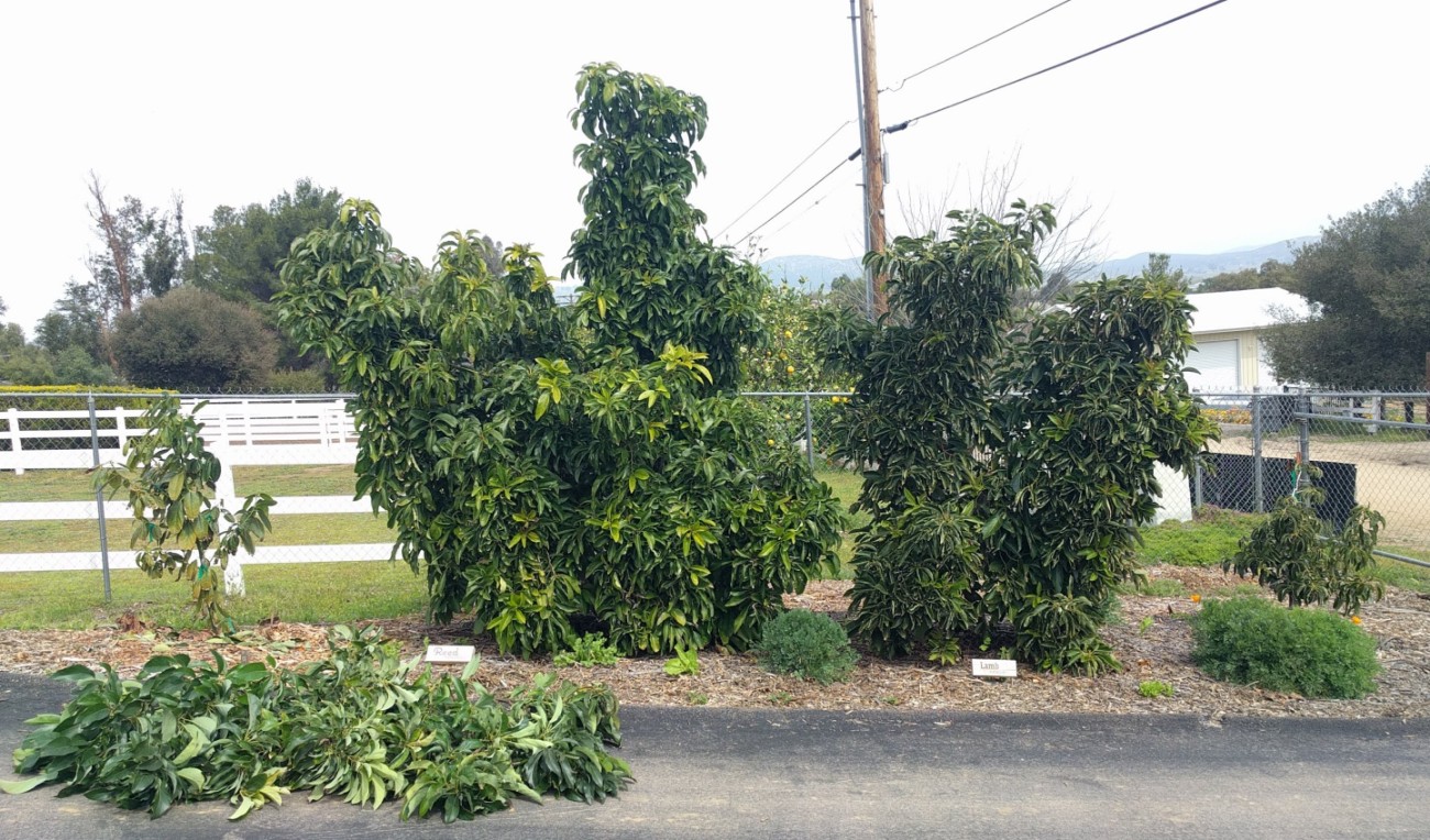 pruned small Reed avocado tree 2019 Greg Alder's Yard Posts Food