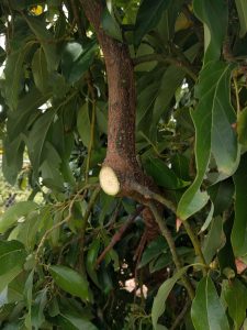 Pruning Avocado Trees To Keep Them Small - Greg Alder's Yard Posts ...