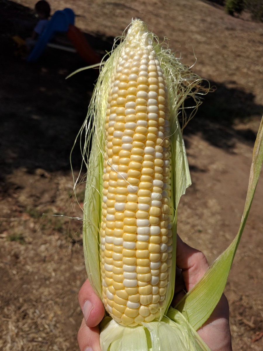 Bodacious corn variety Greg Alder�s Yard Posts Food
