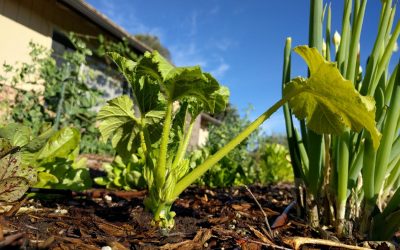 Volunteers show when to plant vegetables