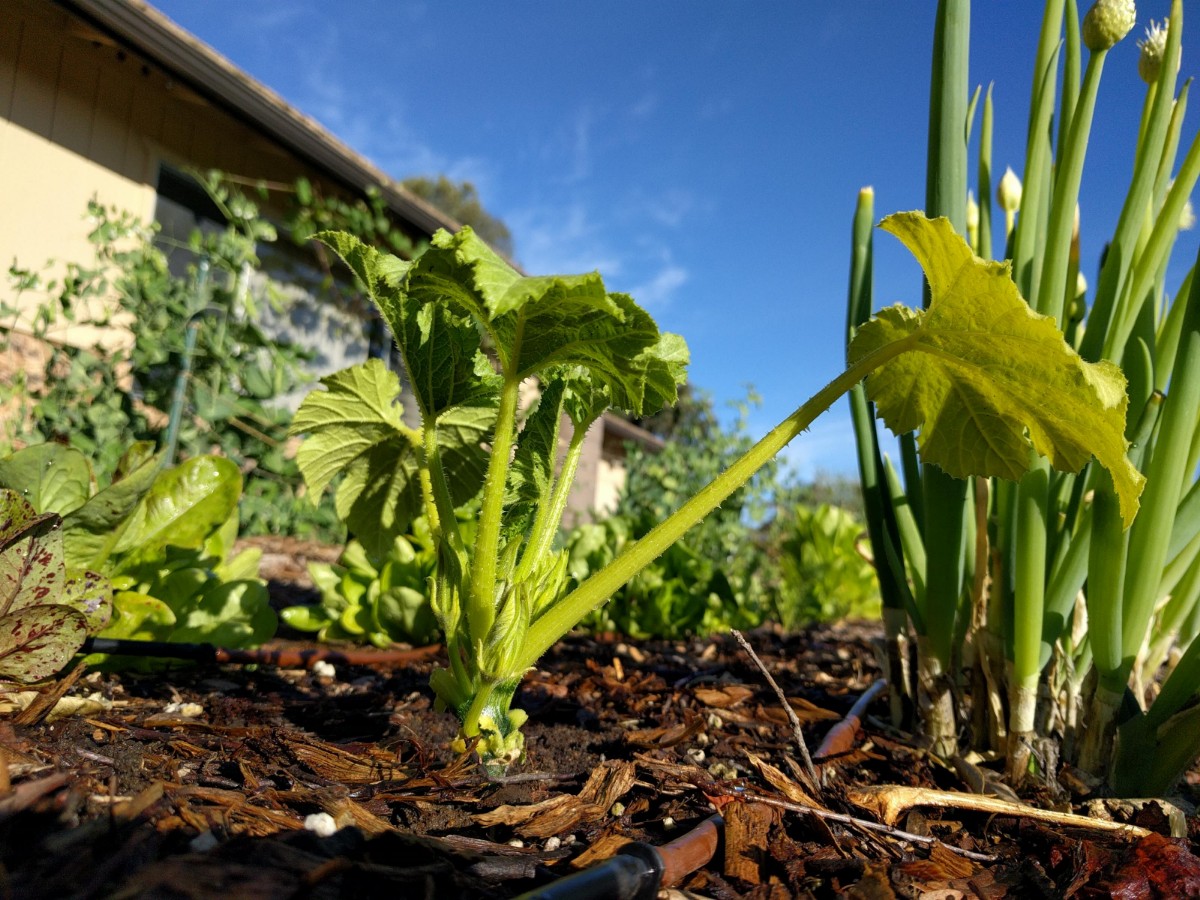 volunteers-show-when-to-plant-vegetables-greg-alder-s-yard-posts