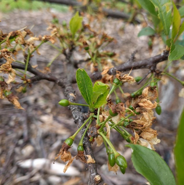 Messages from your deciduous fruit trees after the chilly winter - Greg ...