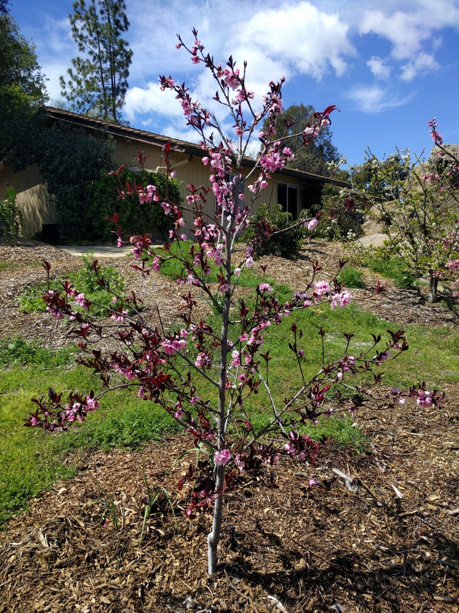 SpiceZee nectaplum decent bloom Greg Alder's Yard Posts Food