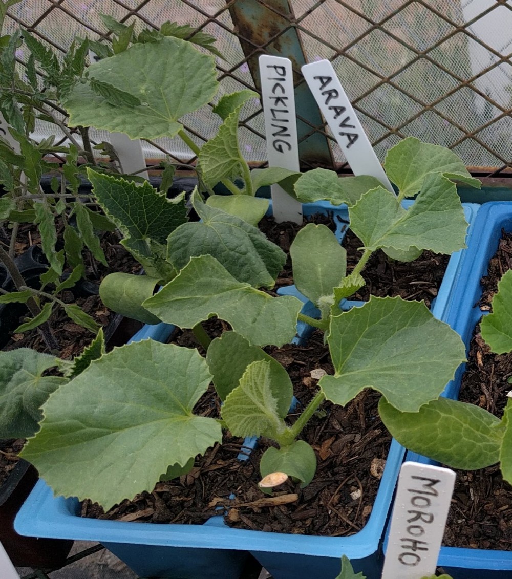 arava melon seedlings Greg Alder's Yard Posts Food Gardening in Southern California