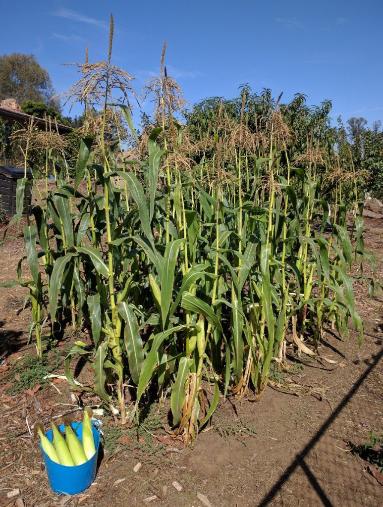 Growing Corn In Southern California Greg Alder S Yard Posts Food Gardening In Southern California
