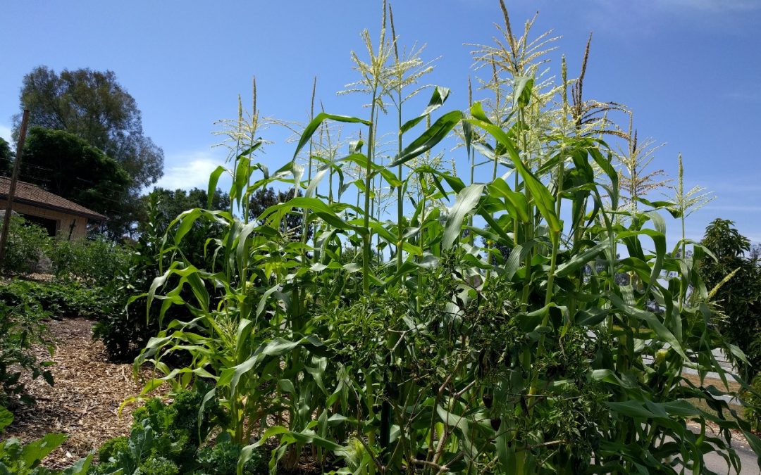 Growing corn in Southern California