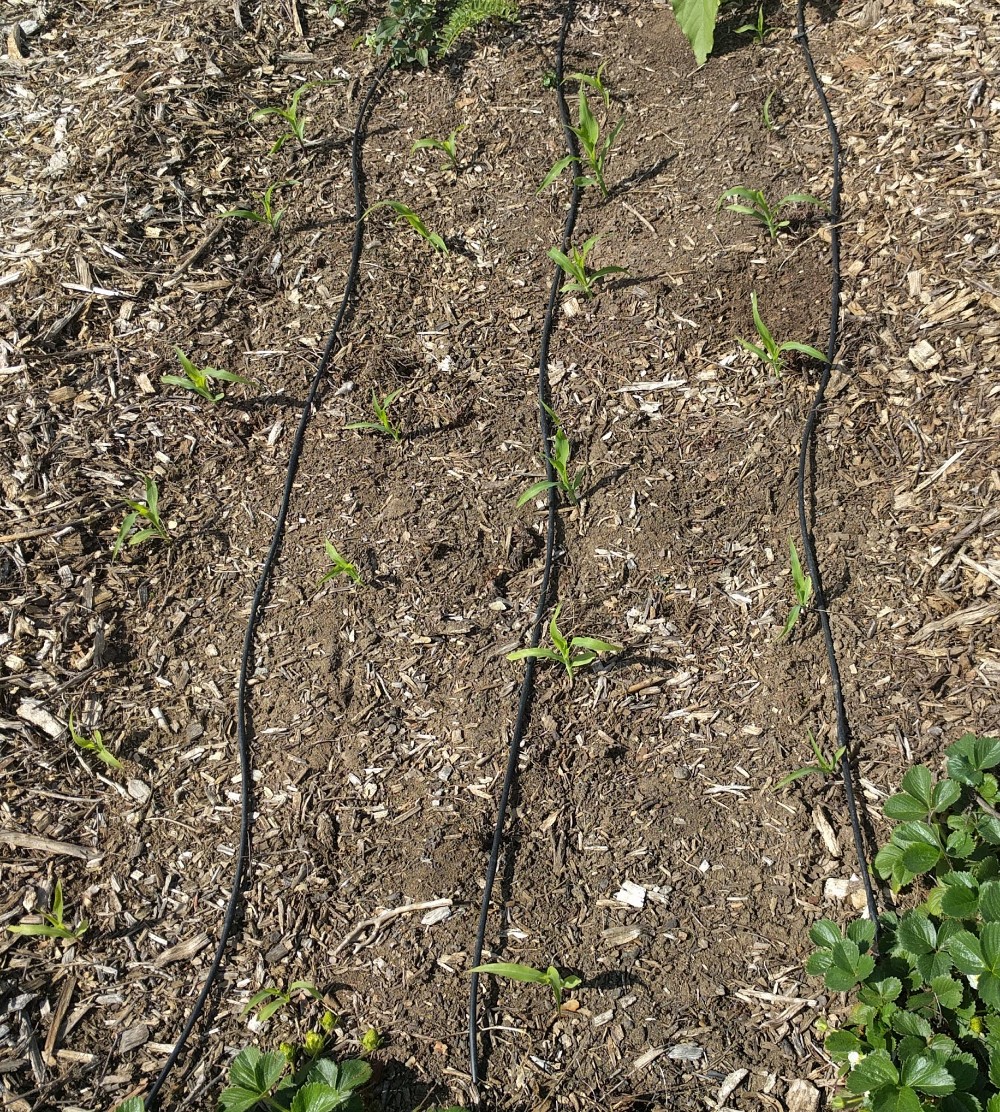 Growing corn in Southern California - Greg Alder's Yard Posts: Southern ...