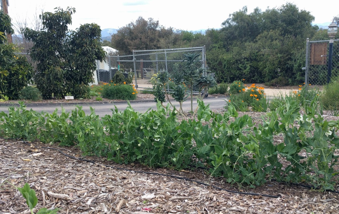 Growing peas in Southern California Greg Alder's Yard Posts Southern