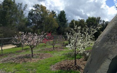 Messages from your deciduous fruit trees after the chilly winter