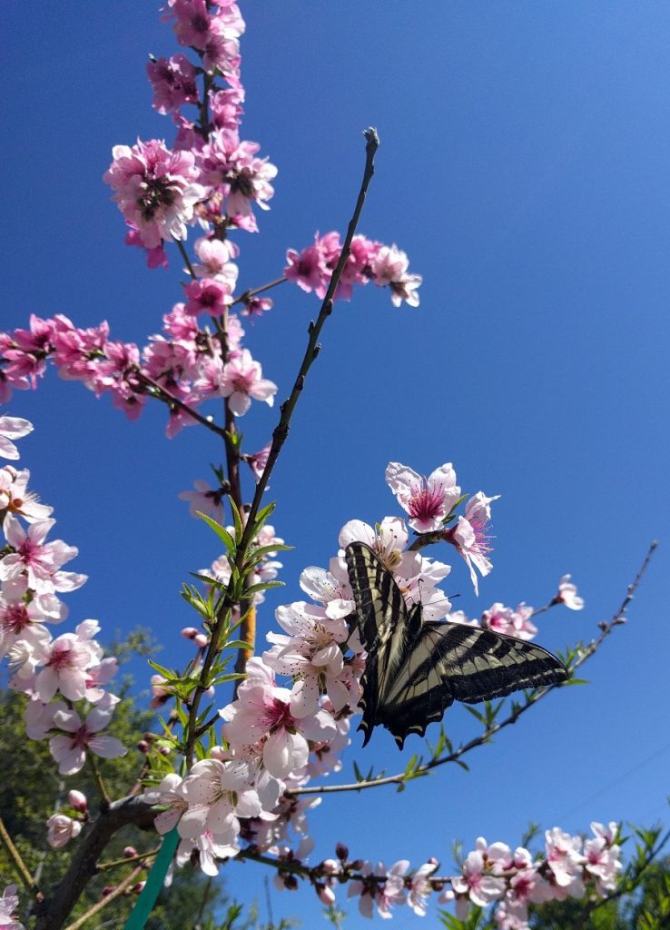 Fairtime Peach Tree for Sale - Grow Organic