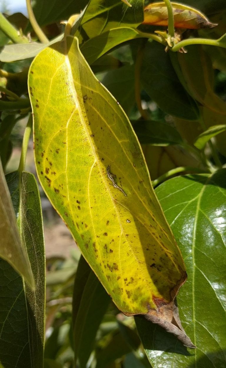 Reading avocado leaves Greg Alder's Yard Posts Southern California