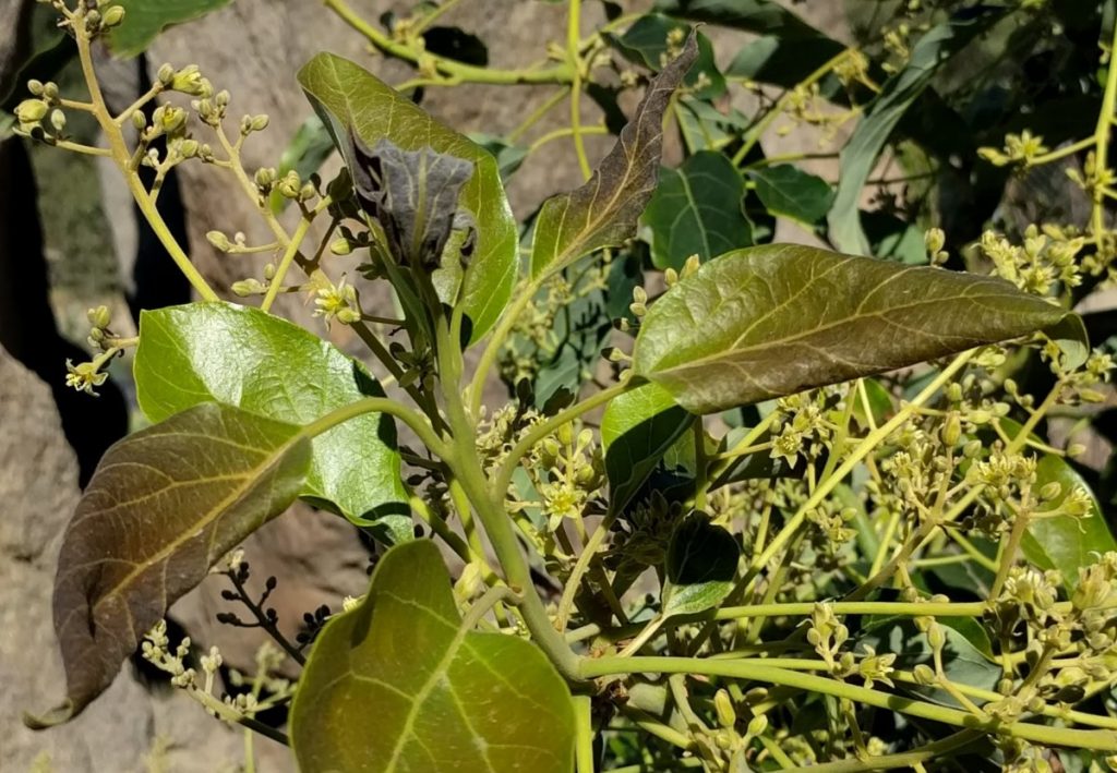 avocado leaves frost cold damage