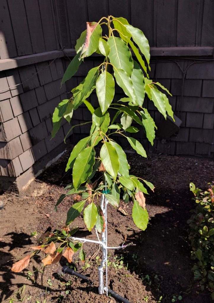 peach tree leaves drooping