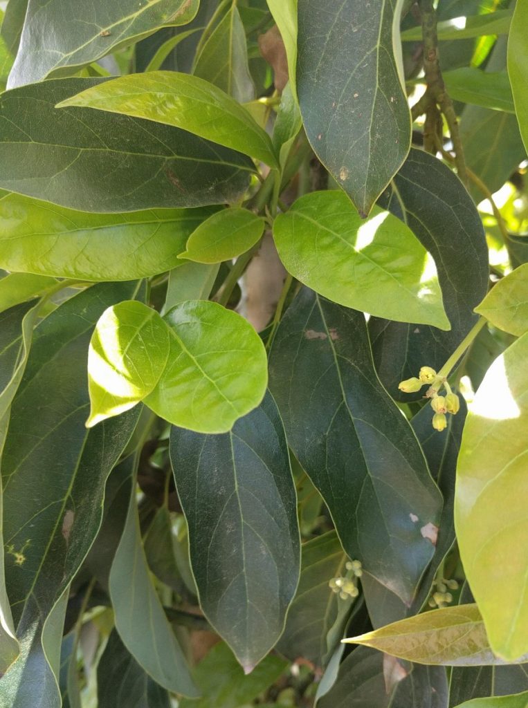 healthy adolescent and mature avocado leaves