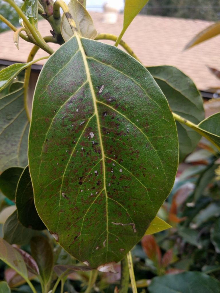 mottled bronzed avocado leaf from cold damage