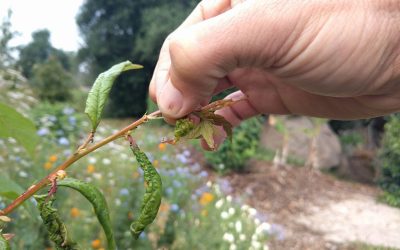 Pinch to shape young fruit trees