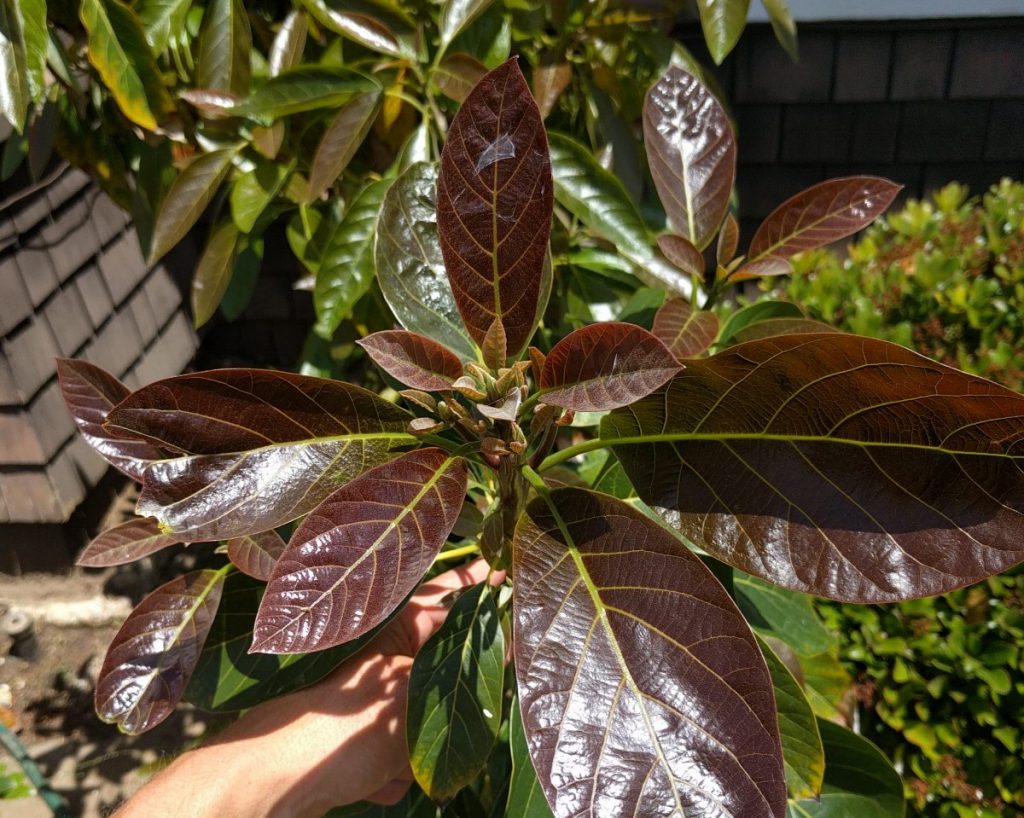 red new avocado leaves