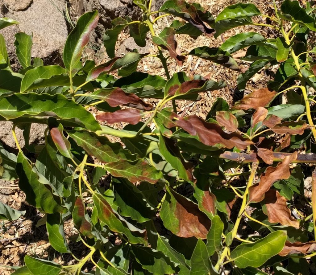 sunburn damage leaves Pinkerton avocado