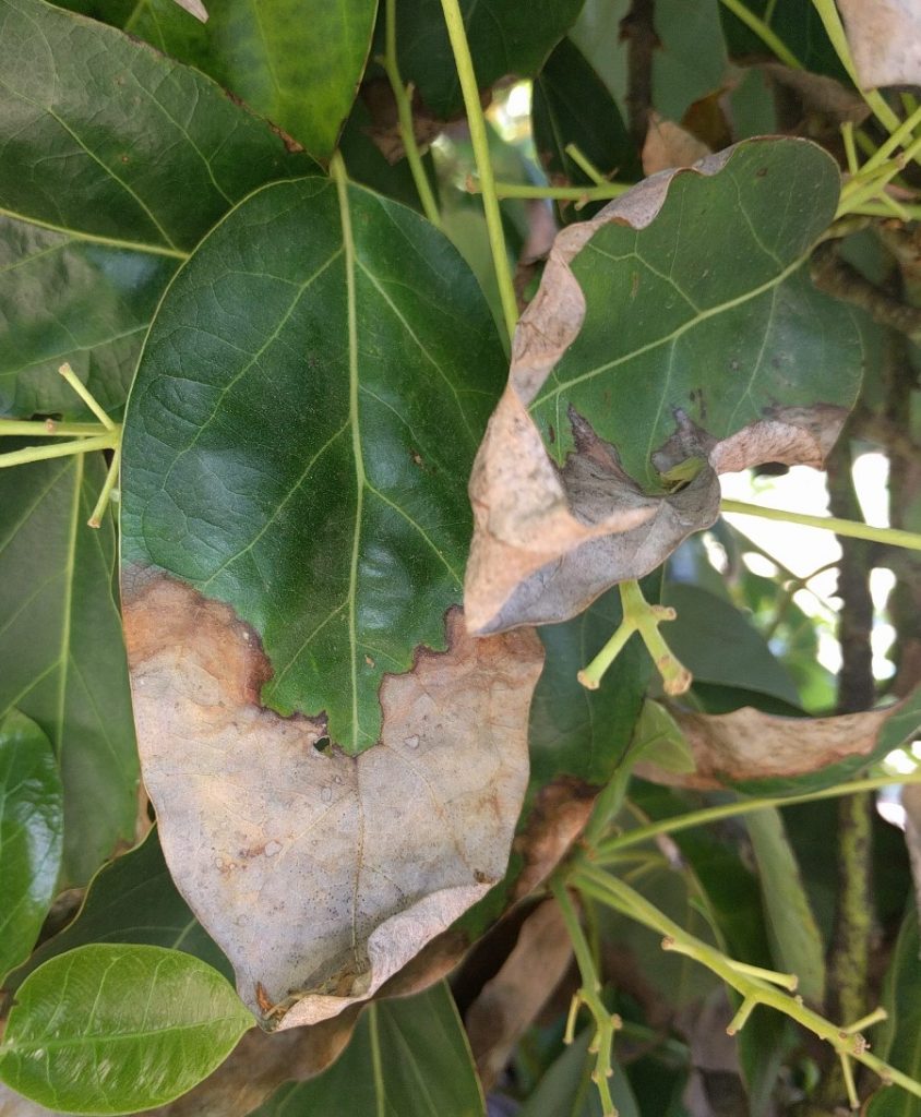 tip and margin burn of avocado leaf from chloride in irrigation water