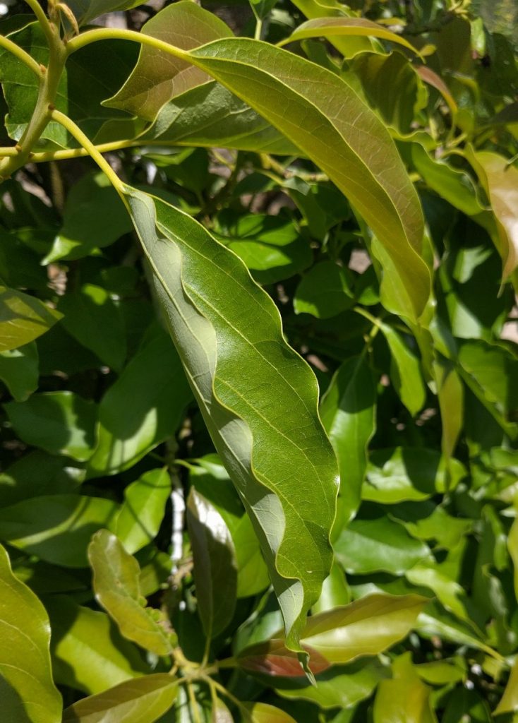 wavy margins of leaves Pinkerton avocado