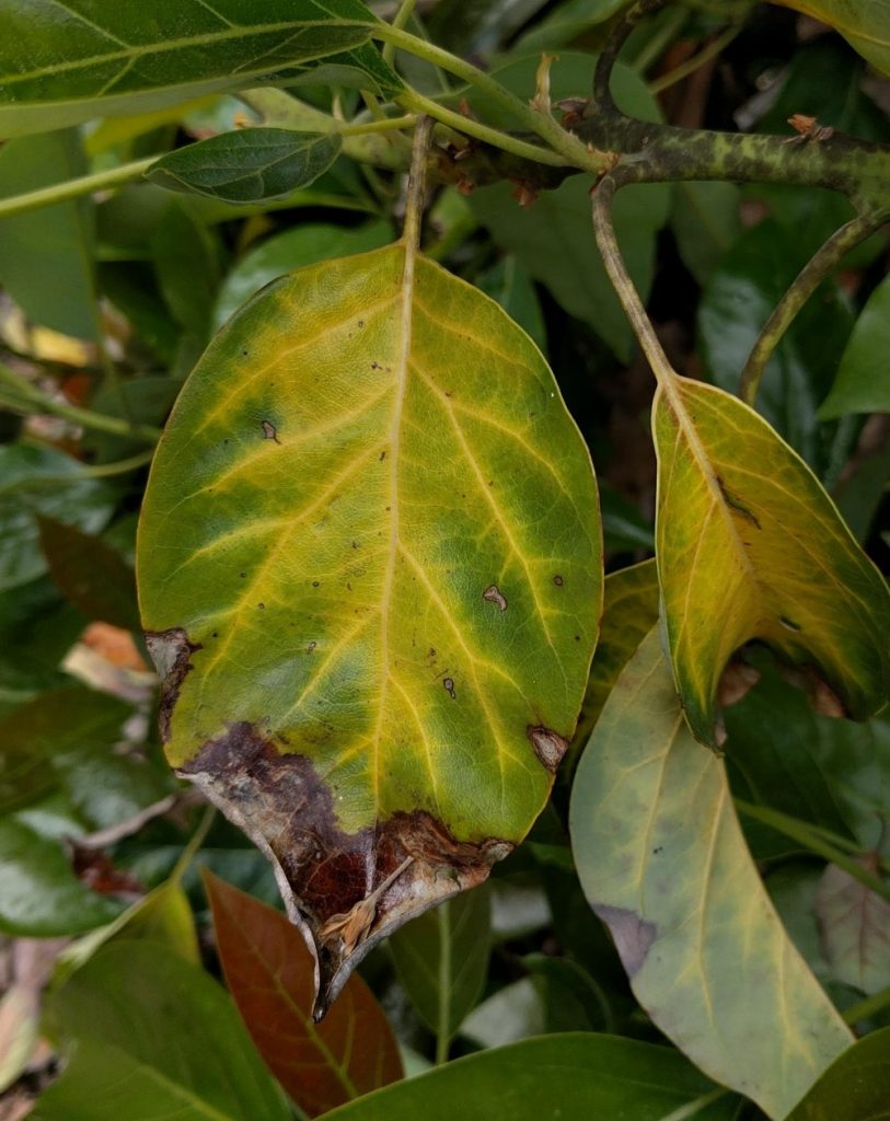 yellowing dying leaves Fuerte avocado