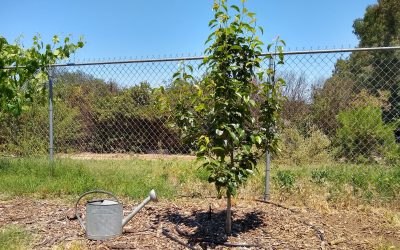 How much to water a fruit tree in Southern California, roughly