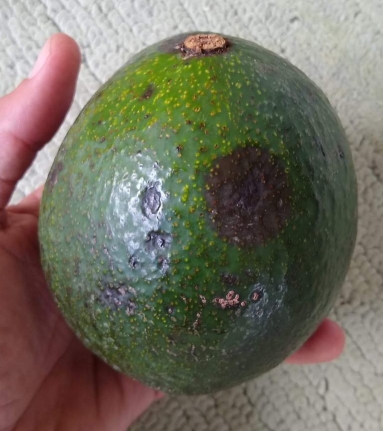 The Reed avocado tree a profile Greg Alder's Yard Posts Southern