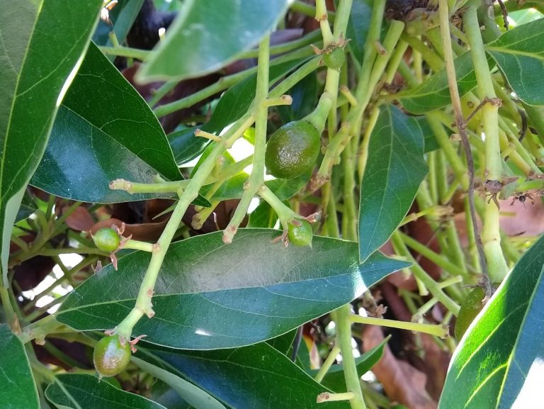 The Reed Avocado Tree: A Profile - Greg Alder's Yard Posts: Southern ...