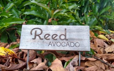 The Reed avocado tree: a profile