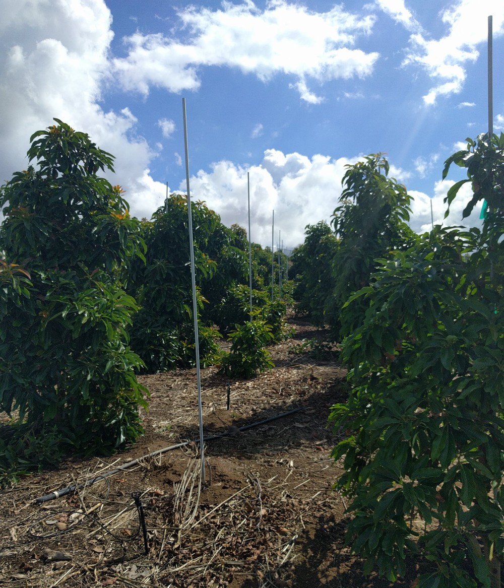 Avocado farm. Ферма авокадо. Авокадо высота дерева. Авокадовое поле. Авокадовое дерево Lula.