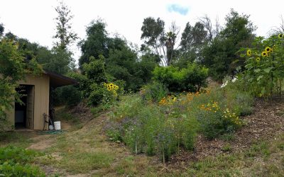 Growing a Bee Garden in Southern California