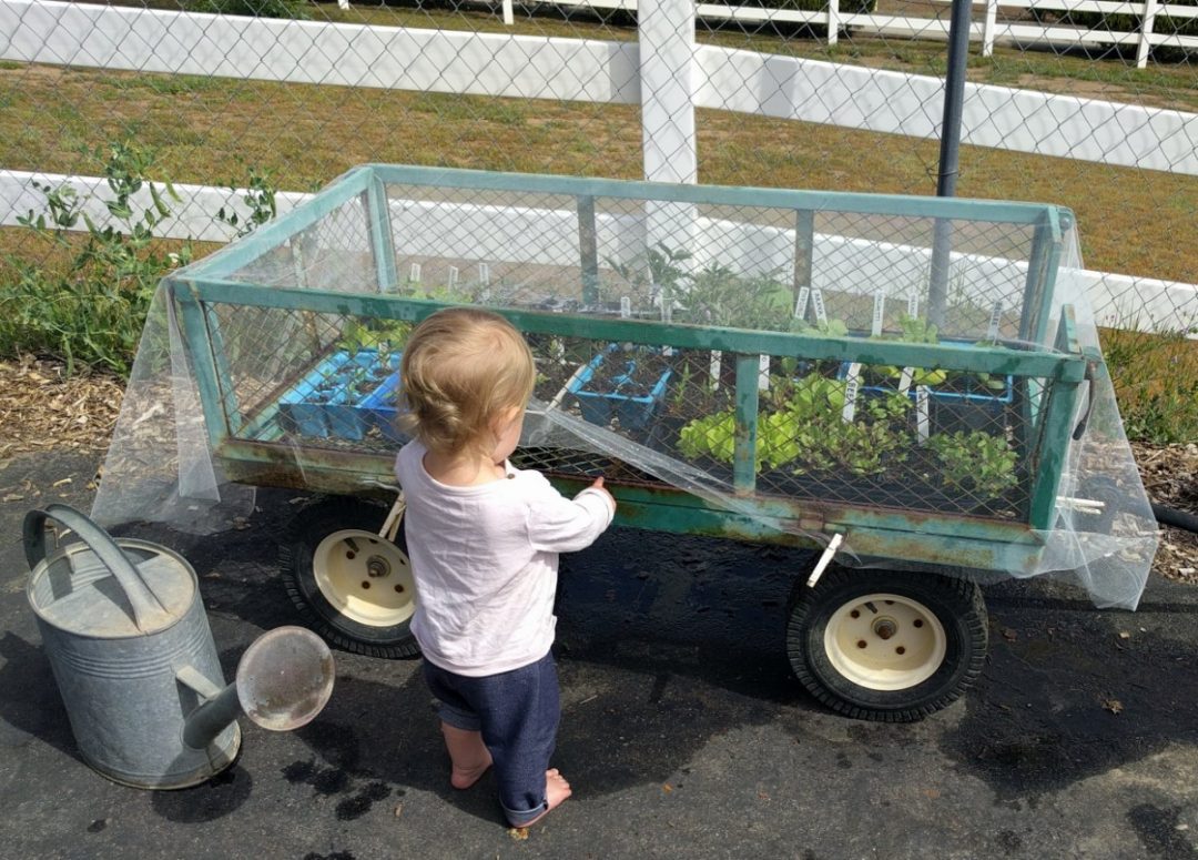 nettokeepbirdsandbabiesfromseedlings Greg Alder's Yard Posts