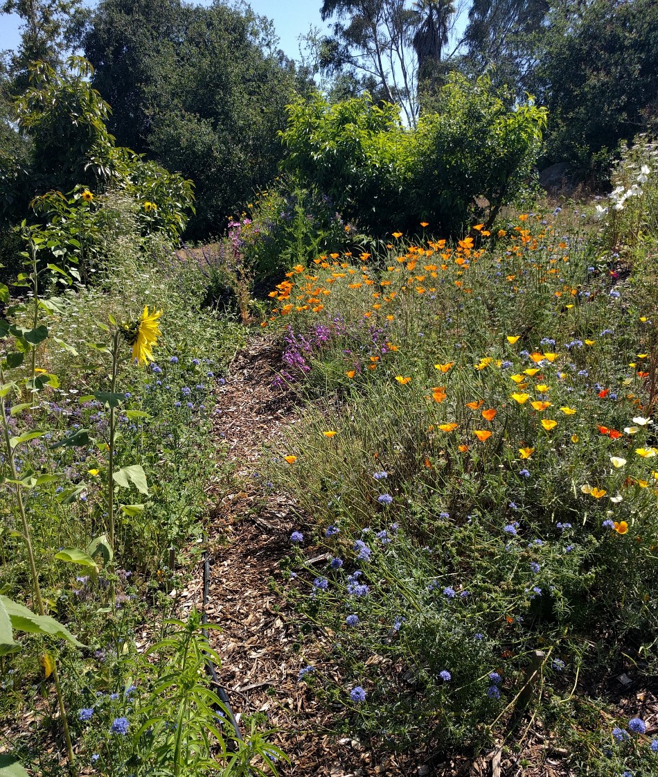 backyard bee garden backyard bee garden