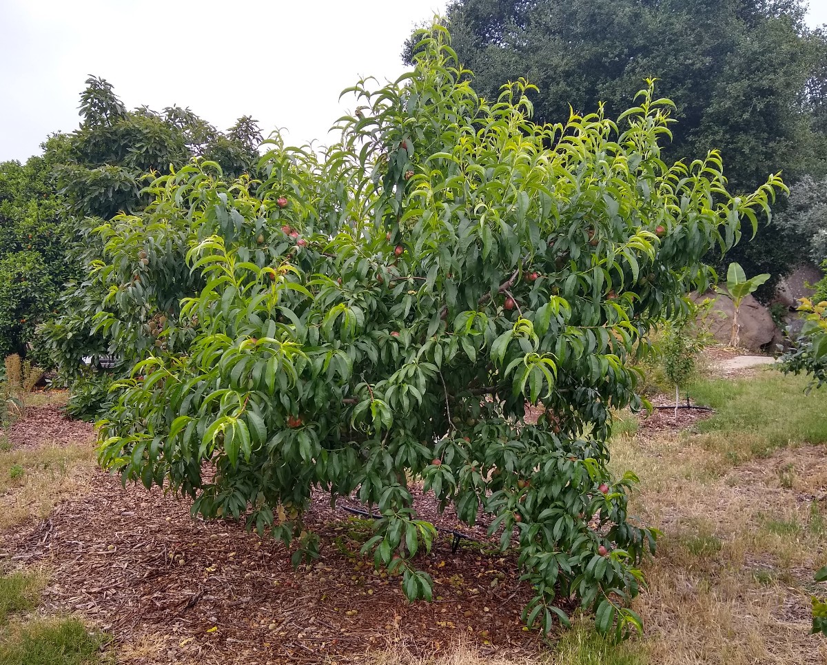 Greg Alder's Yard Posts Food Gardening in