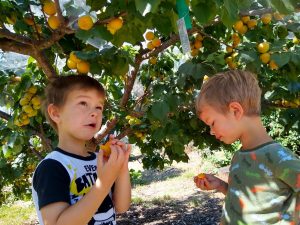 Summer pruning deciduous fruit trees - Greg Alder's Yard Posts: Food ...