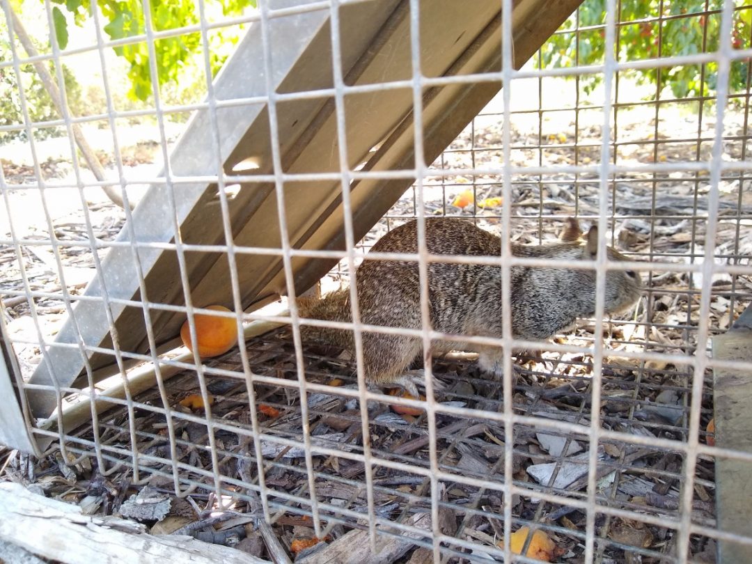 Dealing with squirrels in a food garden - Greg Alder's Yard Posts