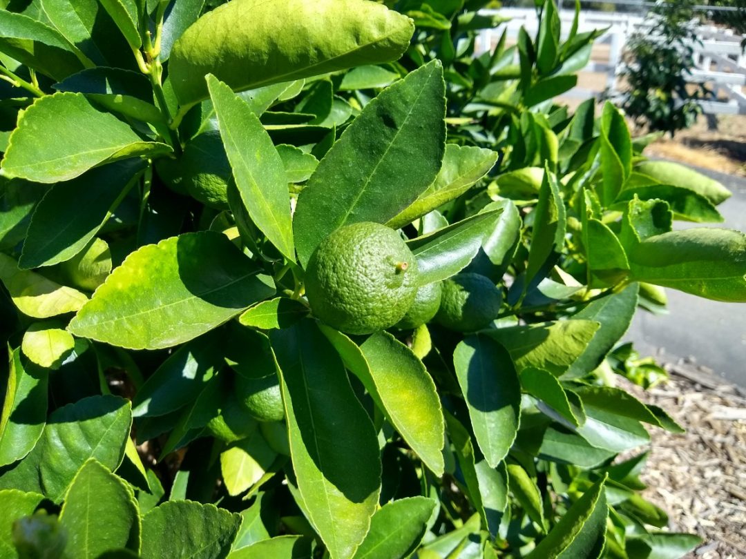 Unirrigated fruits and vegetables in Southern California, summer 2019