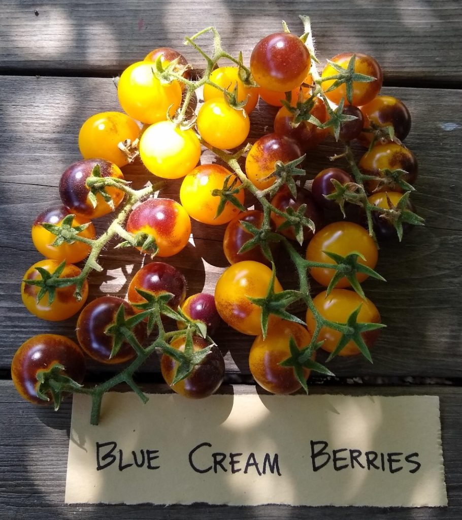 Blue Cream Berries Tomato Seeds