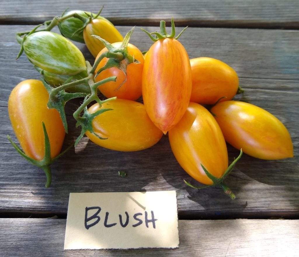 Tomato varieties for Southern California, 2019 - Greg Alder's Yard