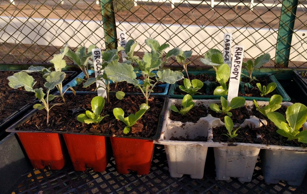 Starting brassicas in summer - Greg Alder's Yard Posts: Southern