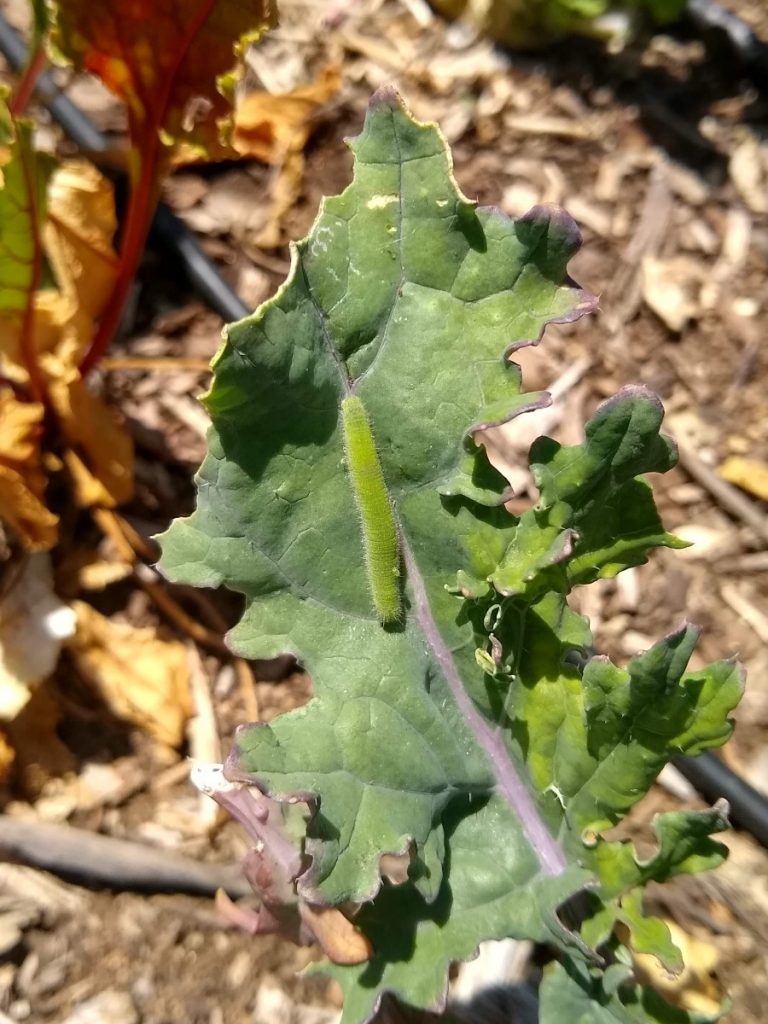 Starting brassicas in summer - Greg Alder's Yard Posts: Southern