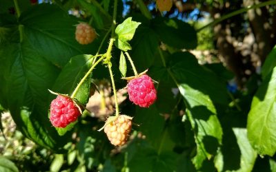 Growing raspberries in Southern California