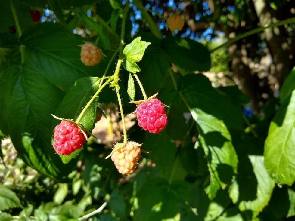Growing raspberries in Southern California Greg Alder's Yard Posts