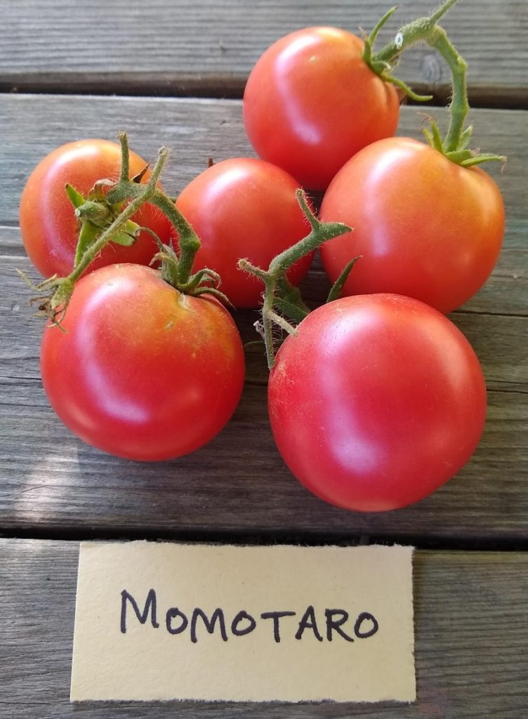 Tomato varieties for Southern California, 2019 - Greg Alder's Yard