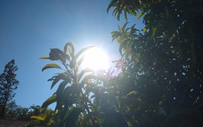 Protecting avocado trees from heat