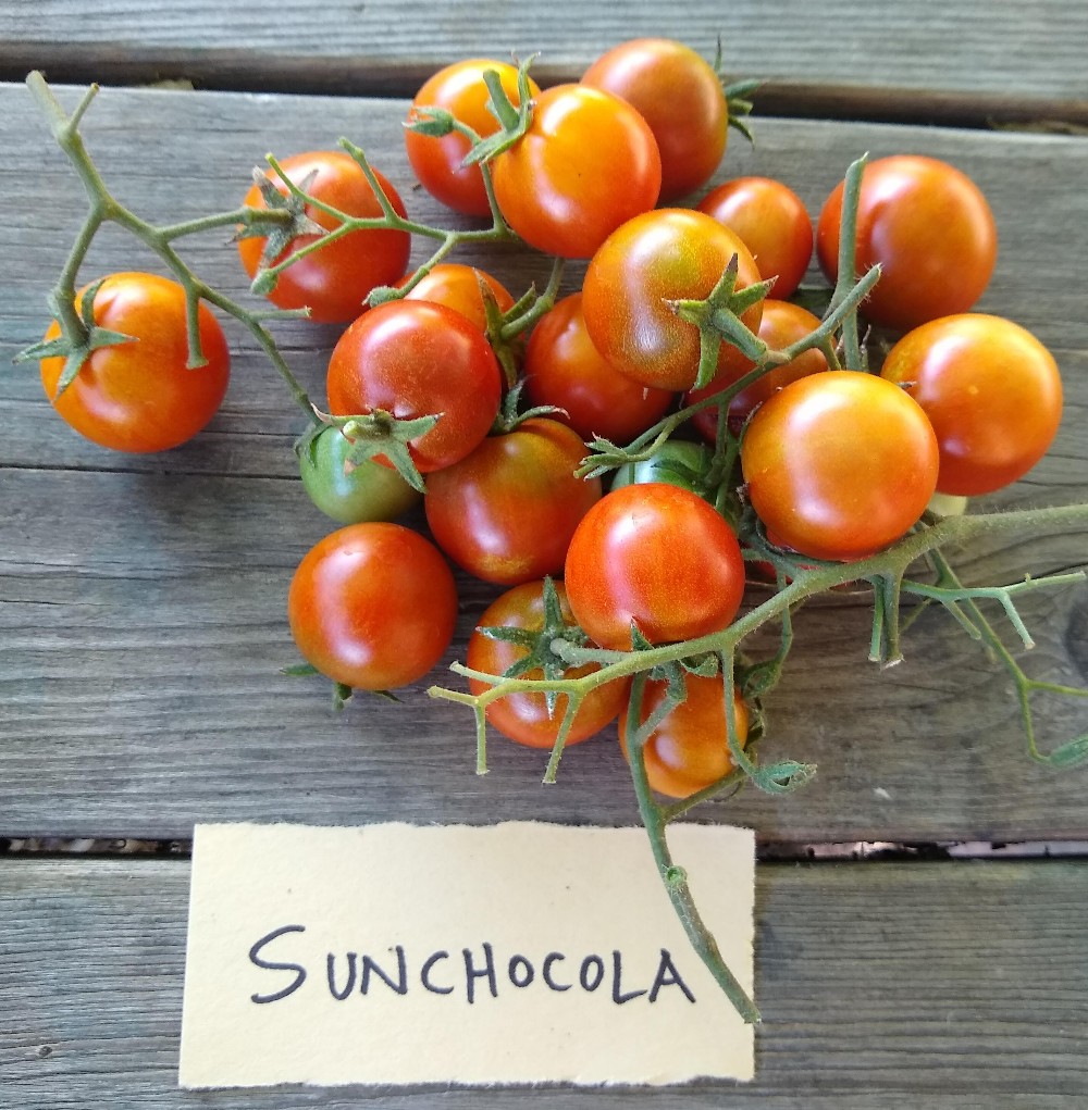 Blue Cream Berries Tomato Seeds